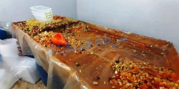 تصبير الزيتون وصناعة الهريسة بطرق عشوائية يقلقان حماة المستهلك تصبير الزيتون وصناعة الهريسة بطرق عشوائية يقلقان حماة المستهلك