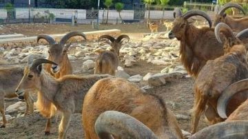 المغري يطلق 20 رأسا من غزال الأروي بالمنتزه الوطني للأطلس الكبير الشرقي