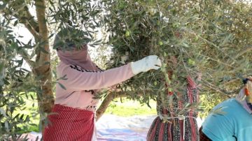 البواري: المخطط الأخضر رفع المساحات المزروعة الزيتون بـ55 .. والإنتاج يتراجع بـ52 