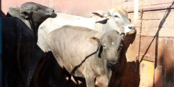 اللحوم البرازيلية تغزو الأسواق الوطنية ومهني يكشف ثمنها اللحوم البرازيلية تغزو الأسواق الوطنية ومهني يكشف ثمنها