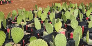 أضرار جسيمة تطال مشروعا كبيرا لزراعة الهندية بتزنيت