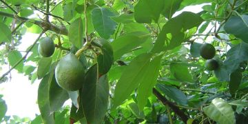 الإكوادور تتسبب في تراجع أسعار الأفوكا المغربية