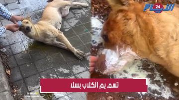 بالفيديو.. تسميم الكلاب بسلا الجديدة يخلق ضجة وامرأة تبكي بحرقة بسبب الواقعة