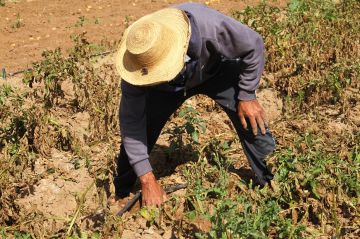قطاع الفلاحة يواصل النزيف بفقدان 47 ألف منصب شغل