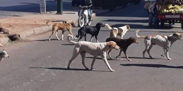 عضة كلب ترسل رجلا إلى المستشفى بالقصر الكبير