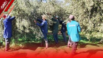 المثمر تواكب ميدانيا فلاحي الحوز لزيادة إنتاجية حقول الزيتون -فيديو المثمر تواكب ميدانيا فلاحي الحوز لزيادة إنتاجية حقول الزيتون -فيديو