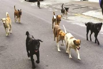 كلب ضال ينهش وجه طفل بإقليم الحوز