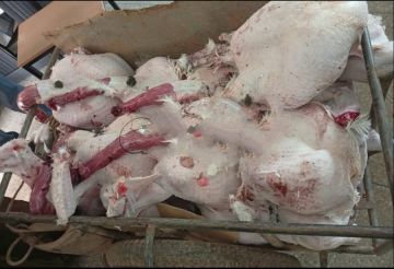 لحوم الديك الفاسد تنتشر ضواحي الجديدة والدرك يعلن الاستنفار لحوم الديك الفاسد تنتشر ضواحي الجديدة والدرك يعلن الاستنفار