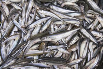 روسيا تفتح باب التقدم للحصول على حصص الصيد في المياه المغربية روسيا تفتح باب التقدم للحصول على حصص الصيد في المياه المغربية