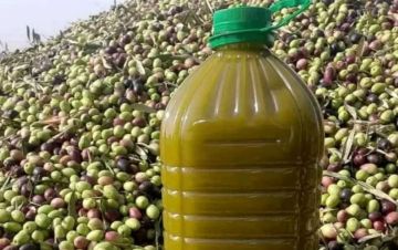 كيف يمكن التمييز بين زيت الزيتون السليمة والمغشوشة؟