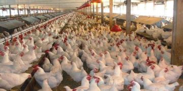 تراجع ملحوظ في أسعار الدجاج بالأسواق المغربية تراجع ملحوظ في أسعار الدجاج بالأسواق المغربية