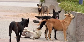 لمواجهة 100 ألف حالة عض.. خطة وطنية بـ 260 مليون درهم يكشف عنها لفتيت لمواجهة 100 ألف حالة عض.. خطة وطنية بـ 260 مليون درهم يكشف عنها لفتيت