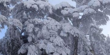 الحسيمة ترتدي حلة بيضاء