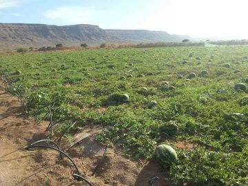 الجفاف يضرب الدلاح المغربي.. الصادرات تتراجع بـ62 والمملكة تفقد موقعها بالسوق الأوروبية الجفاف يضرب الدلاح المغربي.. الصادرات تتراجع بـ62 والمملكة تفقد موقعها بالسوق الأوروبية