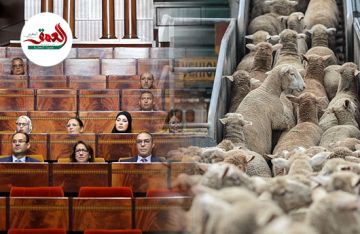 مجلس النواب يحدد موعد الحسم في استطلاع حقائق دعم استيراد المواشي