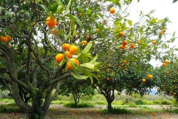 الحكومة تدعم تصدير الحوامض المغربية بـ1000 درهم للطن حتى 2028