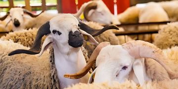 الحكومة: بلاغ وزارة الفلاحة وضع حدا لتضارب الأرقام حول دعم استيراد الأغنام