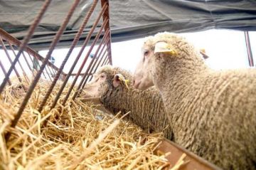 تعليق الأضحية في المغرب يربك صادرات الأغنام الإسبانية ويعمق أزمة الكساد