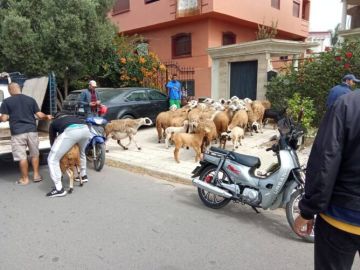 الجديدة.. حجز 70 رأسا من الغنم والماعز وسط أحياء سكنية قبيل عيد الأضحى الجديدة.. حجز 70 رأسا من الغنم والماعز وسط أحياء سكنية قبيل عيد الأضحى