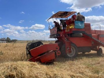 انطلاق موسم الحصاد في دكالة وسط تفاؤل الفلاحين بعام فلاحي واعد