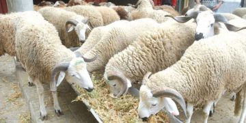 جدولة الديون ودعم مباشر للكسابة.. الحكومة تطلق برنامجا ضخما لإحياء القطيع الوطني