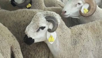 مكتب أونسا يطلق صفقة ضخمة بـ857 مليون سنتيم لترقيم أضاحي العيد مكتب أونسا يطلق صفقة ضخمة بـ857 مليون سنتيم لترقيم أضاحي العيد