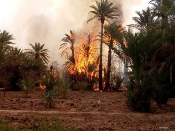 بعد تزايد الحرائق.. مطالب إلى مجلس جهة سوس لتفعيل اتفاقية حماية واحات طاطا