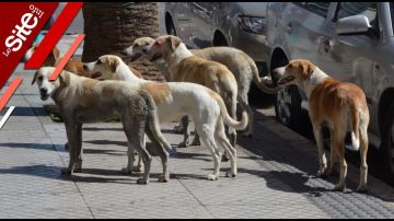 مواطنون بأكادير يشتكون من انتشار الكلاب الضالة ويطالبون بحلول-فيديو مواطنون بأكادير يشتكون من انتشار الكلاب الضالة ويطالبون بحلول-فيديو