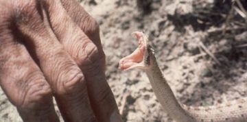 جدل حول أمصال سموم الأفاعي بجهة درعة تافيلالت.. ومصدر يؤكد توفرها