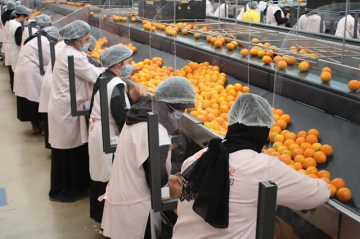 ارتفعت بـ83 .. الحمضيات المغربية تتصدر واردات أوروبا وتثير قلق المنتجين الإسبان ارتفعت بـ83 .. الحمضيات المغربية تتصدر واردات أوروبا وتثير قلق المنتجين الإسبان