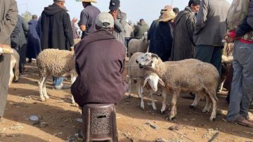 البواري: إشراف الداخلية على دعم الكسابة يضمن الاستحقاق وخبرة الفلاح المغربي تنافس أوروبا البواري: إشراف الداخلية على دعم الكسابة يضمن الاستحقاق وخبرة الفلاح المغربي تنافس أوروبا