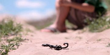 تجدد المخاوف من لدغات العقارب مع ارتفاع درجات الحرارة