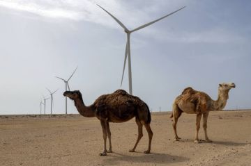 البرتغال تدعم خطة المغرب لحكم ذاتي في الصحراء الغربية البرتغال تدعم خطة المغرب لحكم ذاتي في الصحراء الغربية