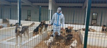 الحكومة تصادق على مشروع قانون يوازن بين سلامة المواطنين والرفق بالحيوان