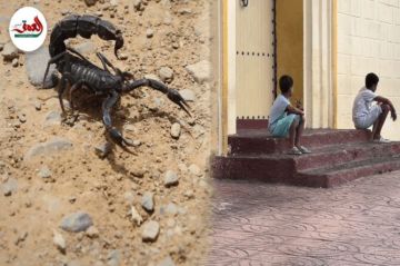 العقارب تقلق راحة ساكنة وزوار مولاي بوشعيب ونداء للسلطات لتطويق خطر الزواحف (فيديو) العقارب تقلق راحة ساكنة وزوار مولاي بوشعيب ونداء للسلطات لتطويق خطر الزواحف (فيديو)