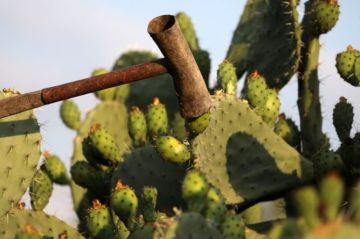 رأس اللفعة.. آخر خط دفاع ضد الحشرة القرمزية.. وصبار المجدبة مهدد بالزوال (فيديو)