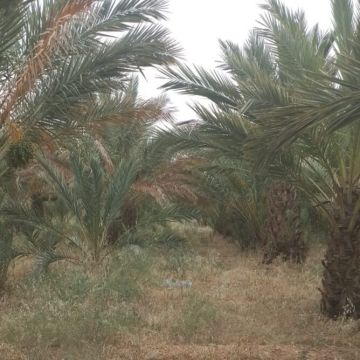 تضم 200 نخلة.. مطالب لوالي درعة تافيلالت بإنقاذ ضيعة فلاحية من الهلاك تضم 200 نخلة.. مطالب لوالي درعة تافيلالت بإنقاذ ضيعة فلاحية من الهلاك