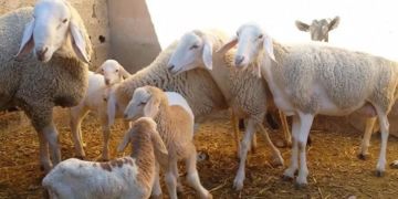 إلغاء تعليق الرسوم الجمركية والضريبة على استيراد الأغنام والماعز الحليب المجفف إلغاء تعليق الرسوم الجمركية والضريبة على استيراد الأغنام والماعز الحليب المجفف