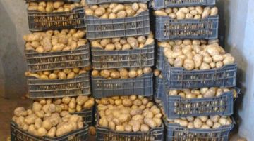 المغرب يستعيد مكانته في صادرات البطاطس ويحقق 15 مليون دولار