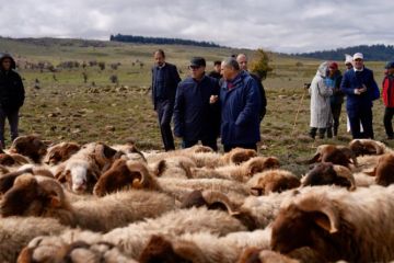 المغرب ينهي الإعفاء الضريبي لاستيراد الأغنام ويبقي على دعم الأبقار