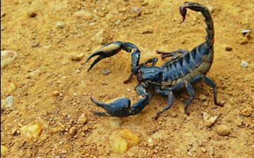 وفاة رضيع بورزازات بلدغة عقرب تفضح نقص التجهيزات الطبية بالمناطق النائية وفاة رضيع بورزازات بلدغة عقرب تفضح نقص التجهيزات الطبية بالمناطق النائية