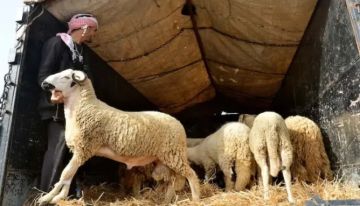 الحكومة تحصي مليون و200 ألف كساب وتبرز دور إلغاء الأضحية في انتعاش القطيع الحكومة تحصي مليون و200 ألف كساب وتبرز دور إلغاء الأضحية في انتعاش القطيع