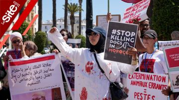 نشطاء يحتجون امام البرلمان ضد تجريم اطعام الكلاب والقطط وتربيتها -فيديو نشطاء يحتجون امام البرلمان ضد تجريم اطعام الكلاب والقطط وتربيتها -فيديو