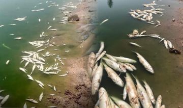 نفوق الأسماك ببوزنيقة.. مخاوف بيئية واستفسار برلماني حول تدهور وضع بن يخلف