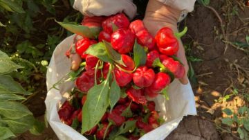 إيطاليا تسحب شحنات فلفل أحمر من سيدي بيبي لاحتوائها على مبيدات خطيرة إيطاليا تسحب شحنات فلفل أحمر من سيدي بيبي لاحتوائها على مبيدات خطيرة