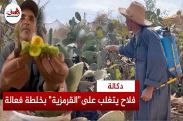 الصبار يقاوم الاندثار بدكالة