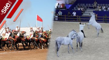 أجواء رائعة في أول أيام معرض الفرس بالجديدة- فيديو