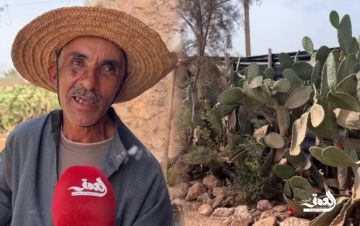 تراجع إنتاج التين الشوكي بدكالة وسط معاناة الفلاحين من انتشار الحشرة القرمزية (فيديو)