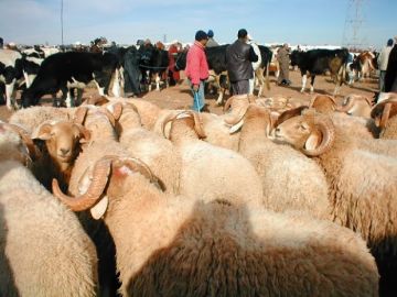 اختلالات إحصاء القطيع تستدعي البواري للبرلمان وسط اتهامات بـهدر المال العام