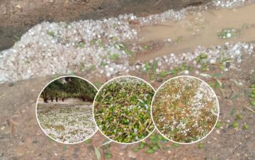 عاصفة برد قوية تدمر حقول الزيتون ببولمان.. ودعوات برلمانية لإنقاذ الفلاحين من الإفلاس